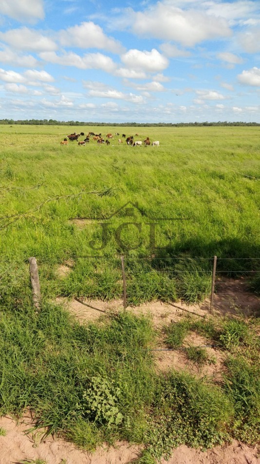 VENTA FINCA, RIVADAVIA, SALTA