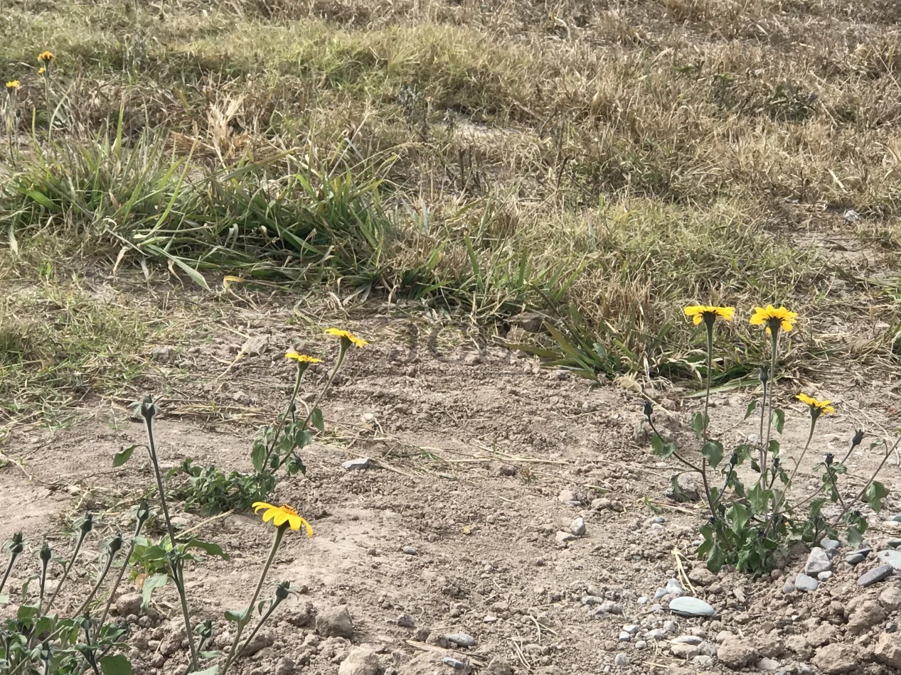 VENTA TERRENO LOS OLMOS 360